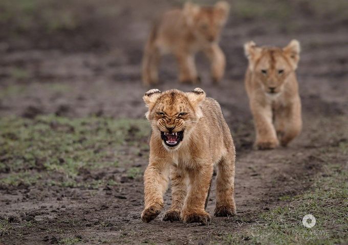 Marsh pride cubs on the move by AndyHowePhotography - Monthly Pro Vol 14 Photo Contest