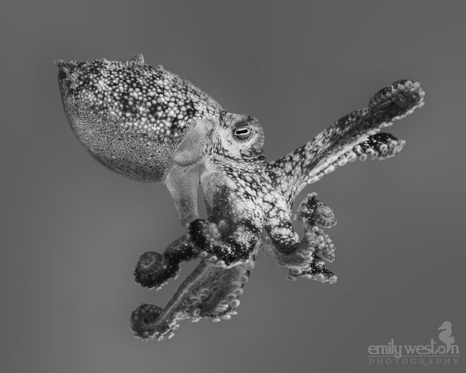 Brownstripe Octopus by emilyweston - Underwater Fun Photo Contest