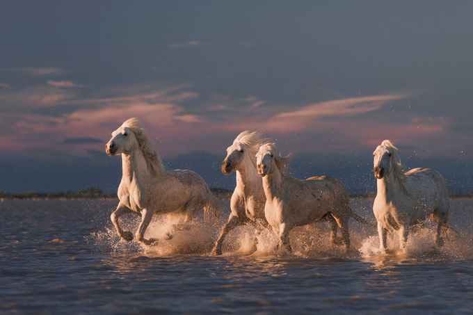 Angels_of_Camargue by Rostovskiy - A World Of Motion Photo Contest