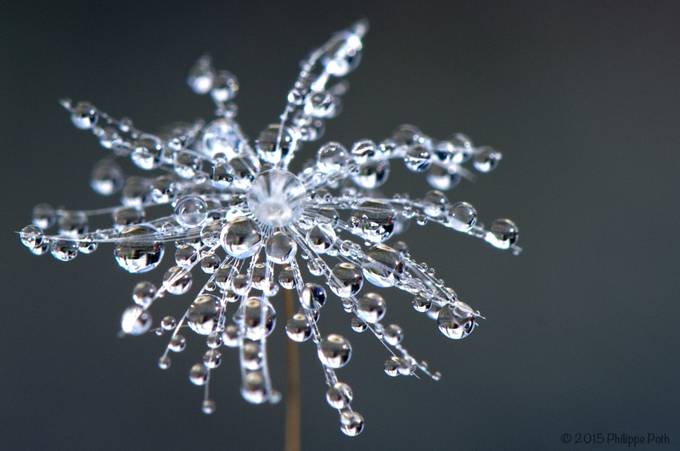 Macro Dandelion by PhilippePoth - 800 Water Droplets Photo Contest