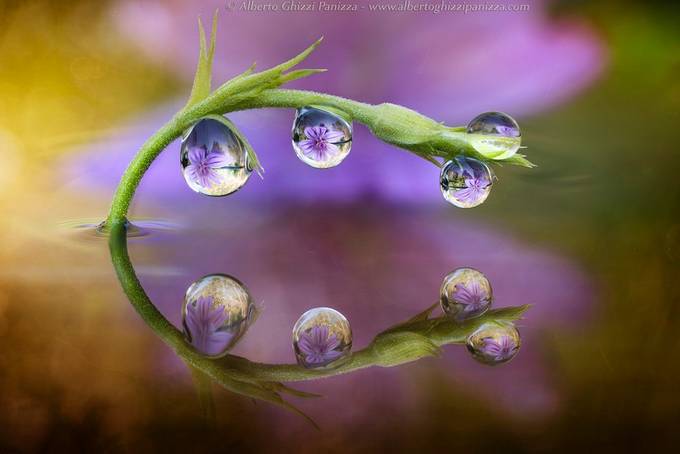 Elegant attractions by albertoghizzipanizza - Rule Of Thirds In Macro Photo Contest