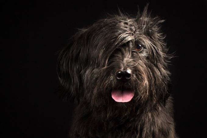 My dog portraiture by thierryvouillamoz - Pets With Character Photo Contest