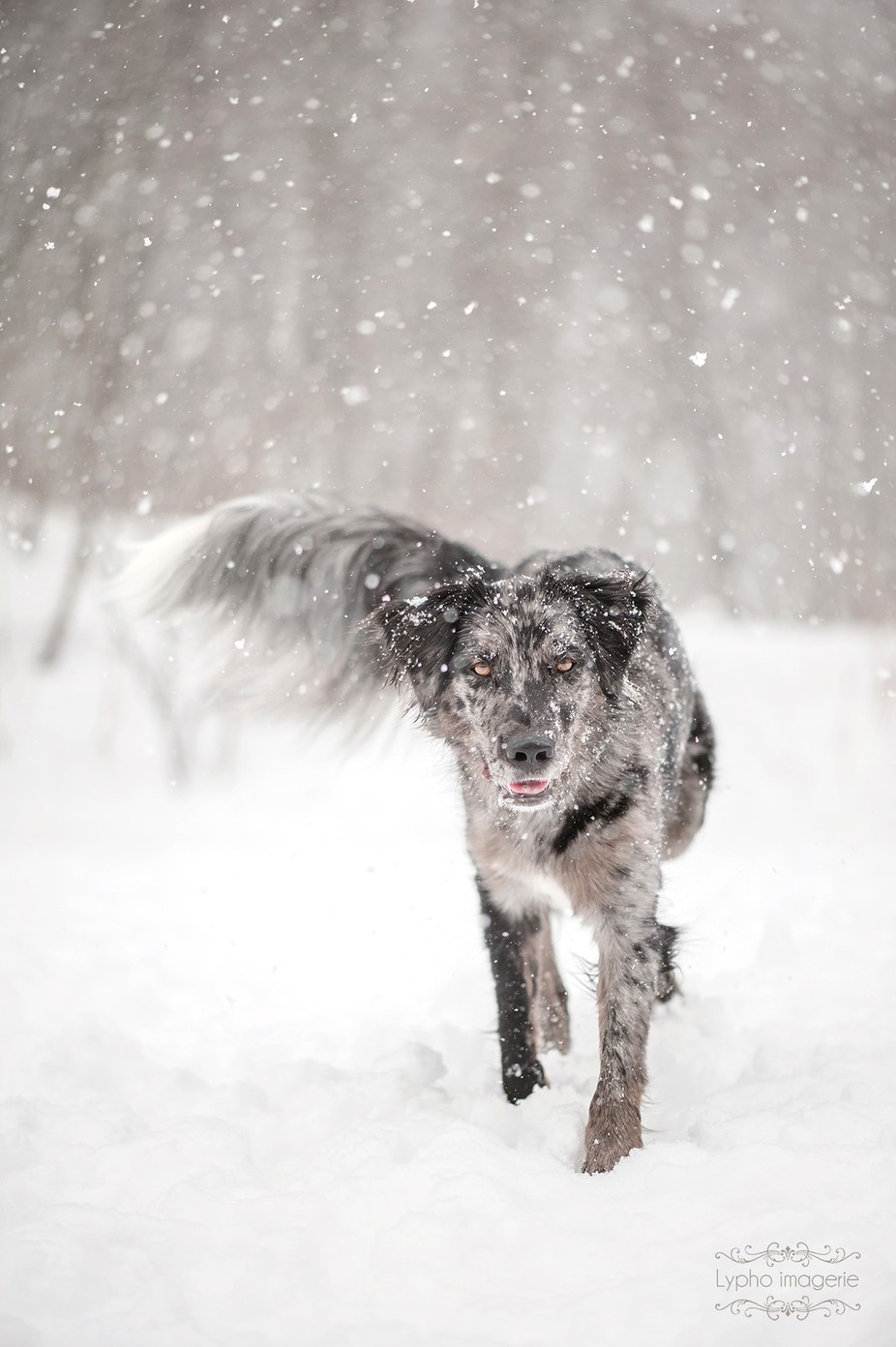 Loulou by lynefournier - Animals In The Winter Photo Contest