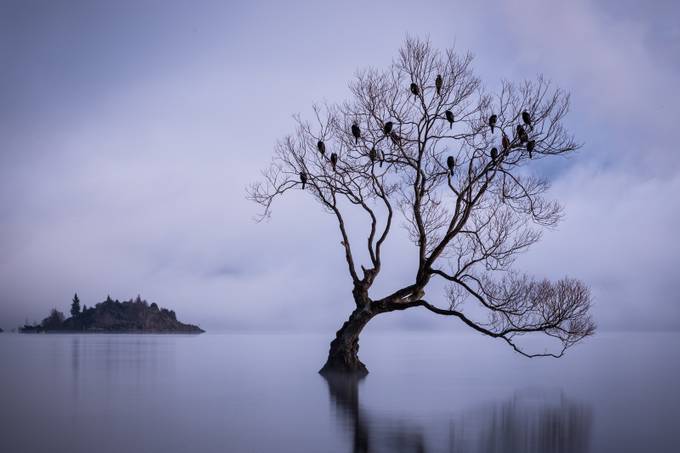 Birds of Lake Wanaka  by michellemckoy