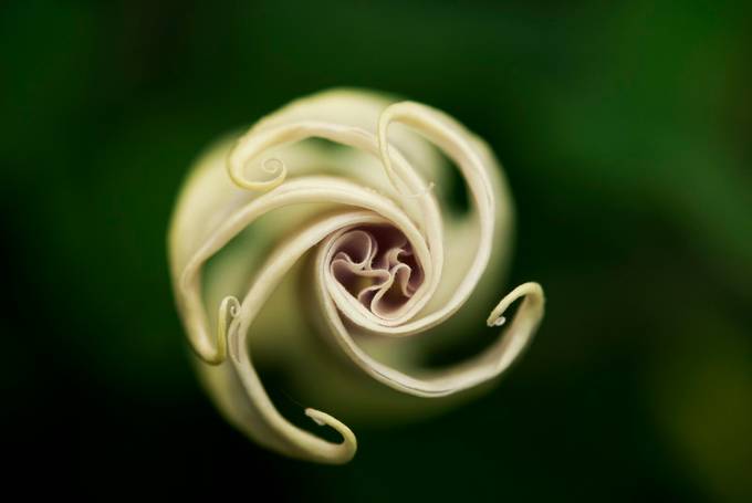 Composing With Spirals Photo Contest Winners