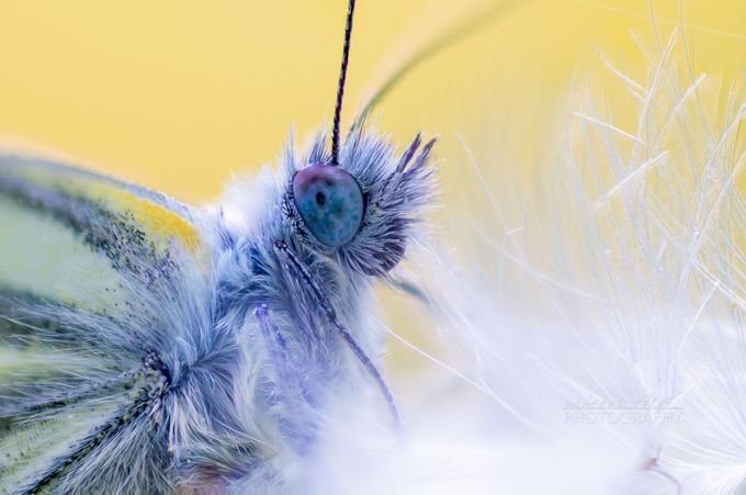 Butterfly Portait  by Andreas_Voigt - Everything Butterflies Photo Contest
