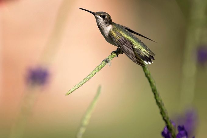 DSC_2228 by mearle - Hummingbirds Photo Contest