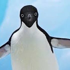 PenguinLady avatar