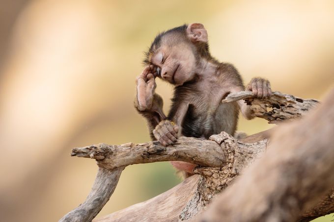 Monkeys And Apes Photo Contest Winners