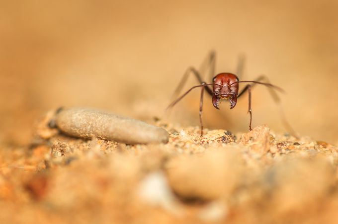Angry Ant by Andreas_Voigt - Close Up Art Photo Contest