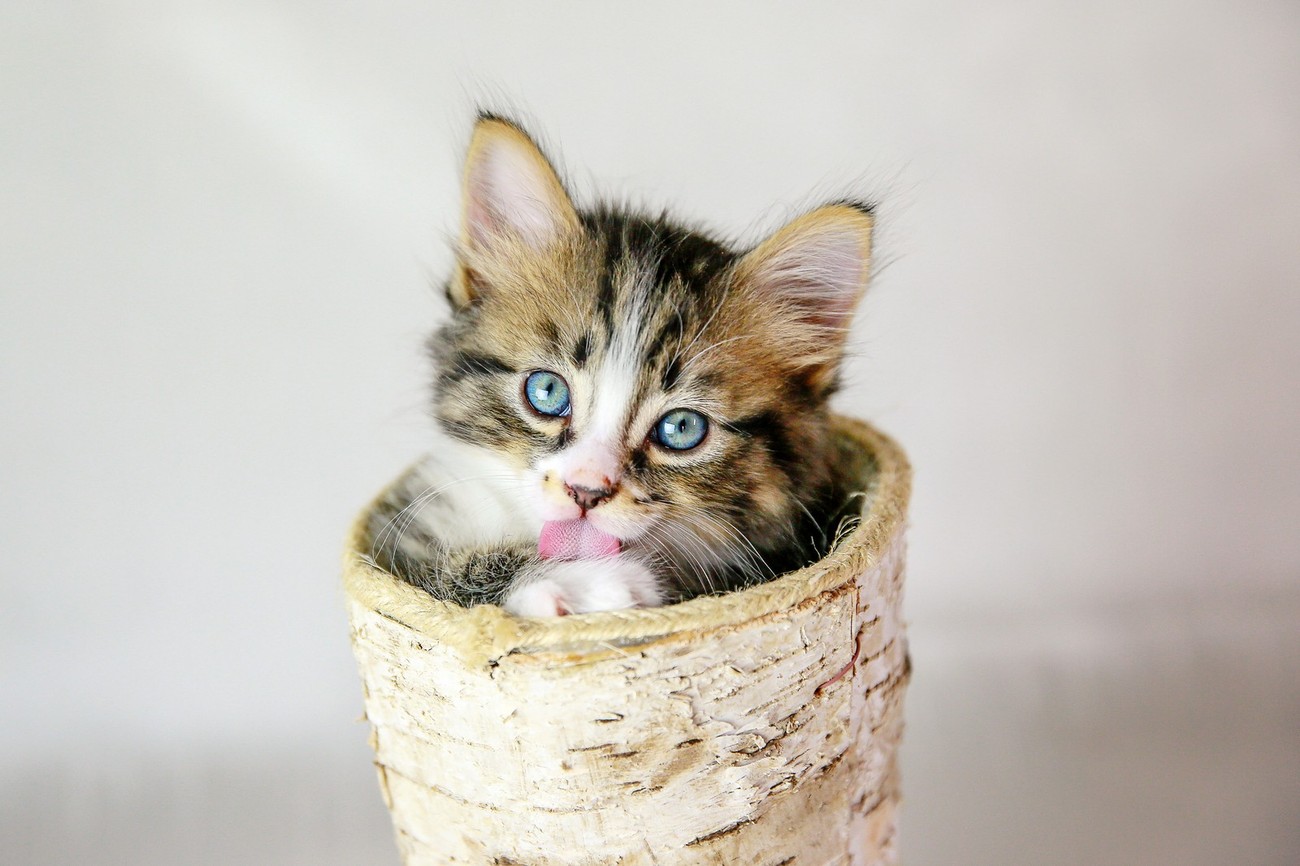 46 Super Cute Shots Of Kittens