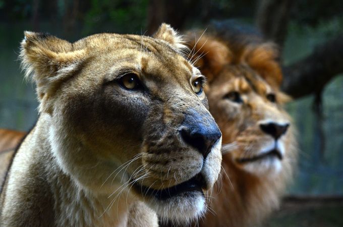 Lions at the zoo  by TheTravellingPhotographer - Monthly Pro Vol 16 Photo Contest