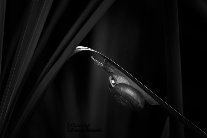 Slug in Black and White by Joerg - Monochrome Macro Photo Contest