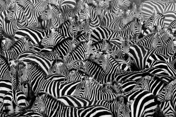 Zebra Meetup by scottdonschikowski - It Is A Wild World Photo Contest