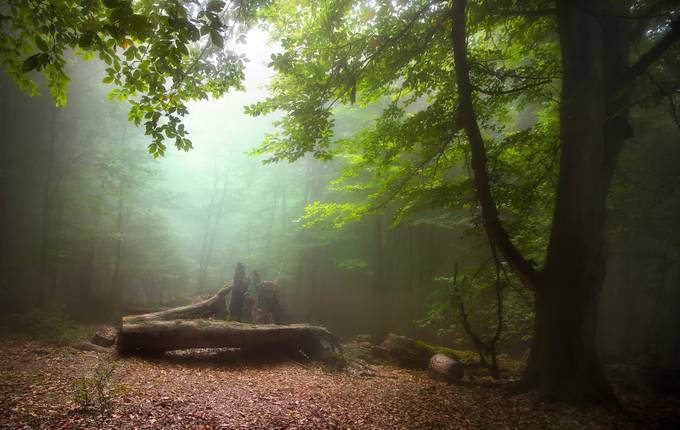 green serenity by armin_aminelahi - Divine Forests Photo Contest