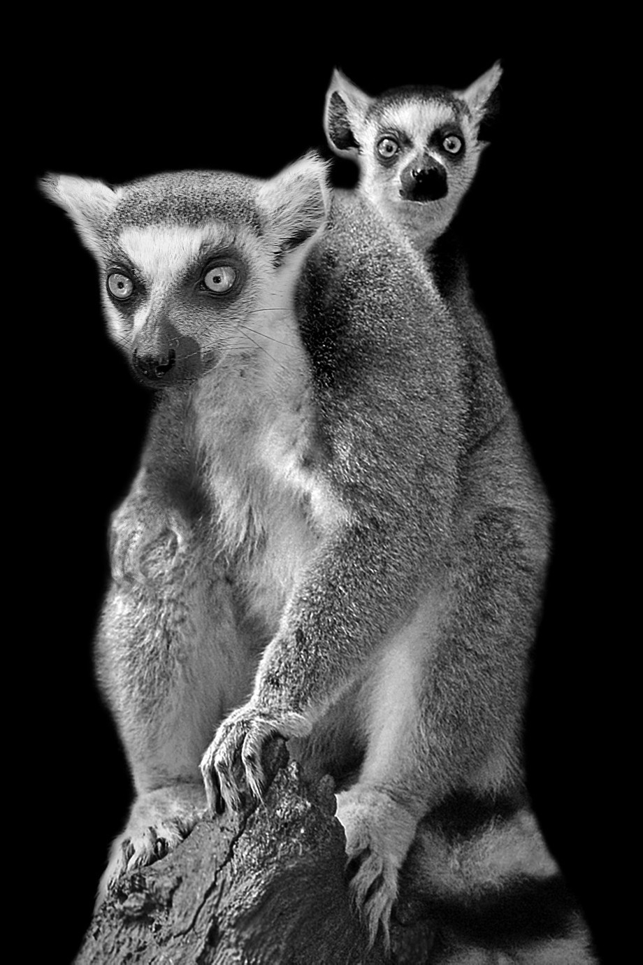 What&#039;s Up  by carolmaurerlyon - Animal Faces In Black And White Photo Contest