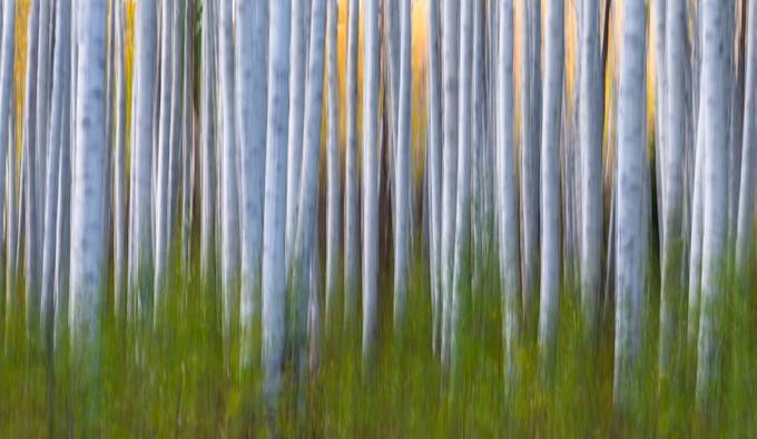 Behind The Lens With Larry Marshall: Artistic Aspens