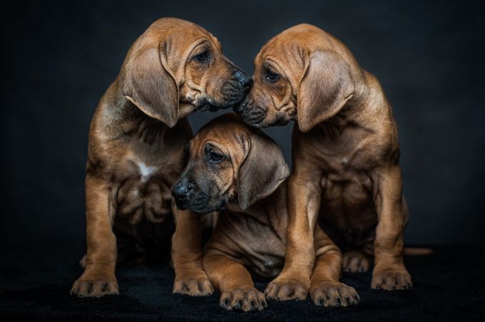 Rhodesian Ridgeback Puppies by tmh775 - Cuteness Overload Photo Contest