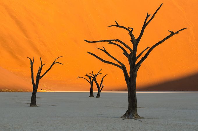 Skeleton Trees by njarehart - Orange Tones Photo Contest