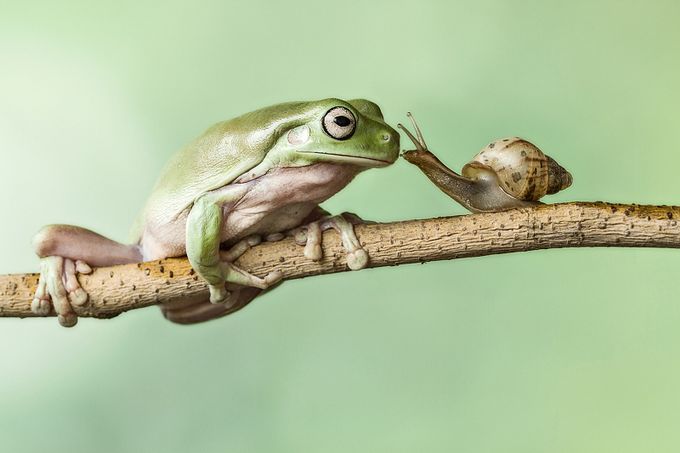 Kissing my Frog Prince by lessysebastian - Celebrating Nature Photo Contest Vol 2