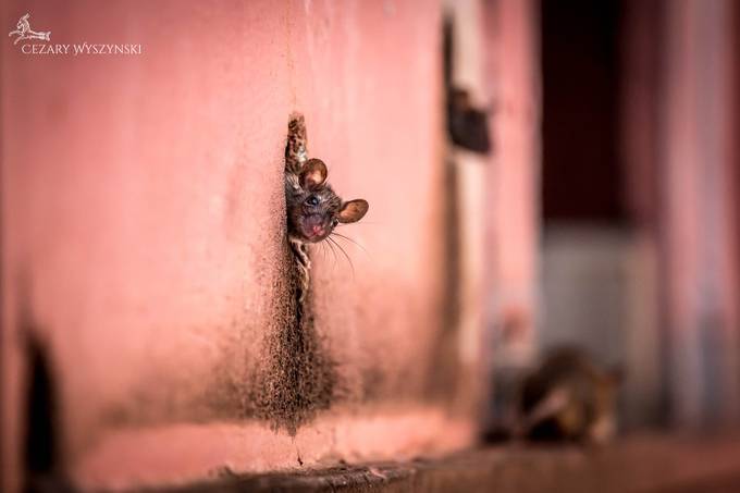 Who was knocking on my door ? by Cezary-Wyszynski - Tiny Subjects And Depth Photo Contest