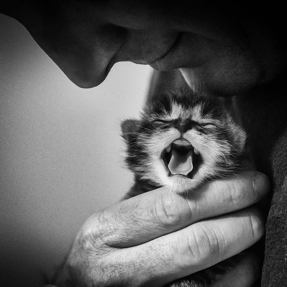 First Cries by lanatolle - People And Animals Photo Contest
