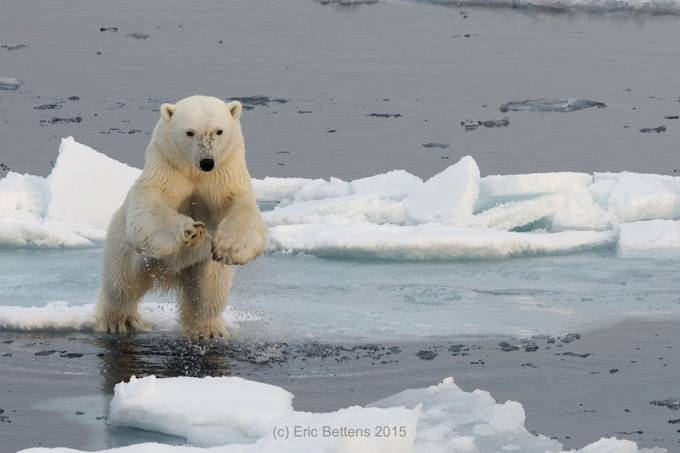 Jumping Polar Bear by ericbettens - Wildlife On The Move Photo Contest