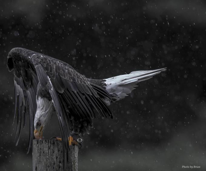Perched in the Rain  by Spider1987 - One Is Enough Photo Contest