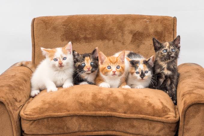 Kittens on Couch by BundleofPawsPhotography - Cats Being Cats Photo Contest