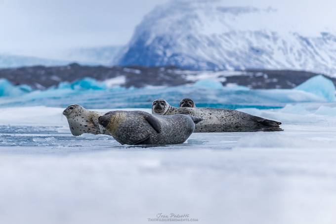 Iceland seals by IvanPedrettiPhoto - Wildlife And Water Photo Contest