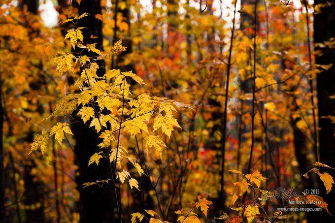 25+ Photos Of Colorful Leaves That Will Bright Up Your Day - VIEWBUG.com