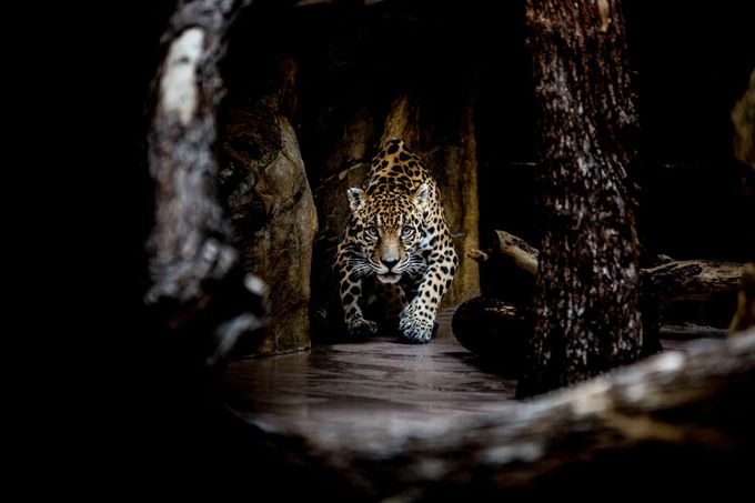 Jag by tylerfisher - Image Of The Month Photo Contest Vol 3