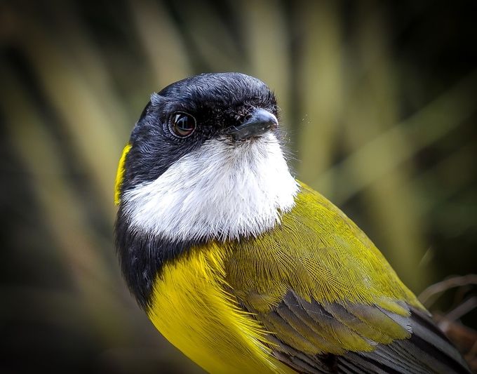Male Golden Whistler by AshThomson - Colorful Birds Photo Contest