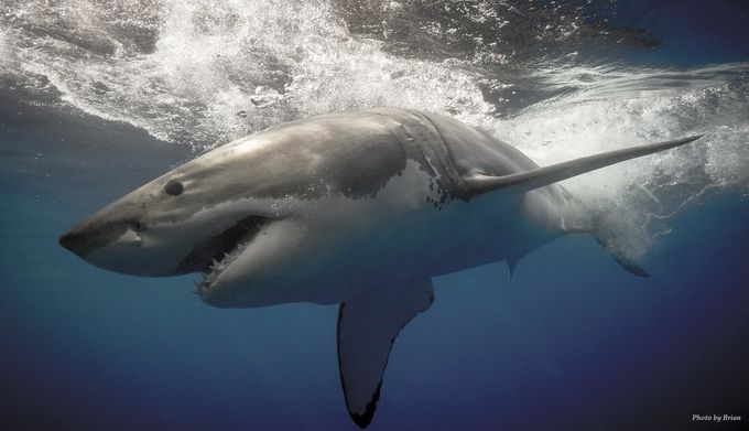 Great White by Spider1987 - Impactful Images Photo Contest