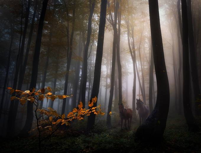 Autumn forest by swqaz - The Light Through The Trees Photo Contest
