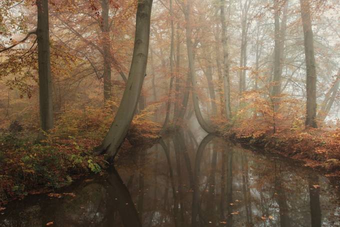 Autumn Waterline by vincentcroce - Beautiful Trees Photo Contest