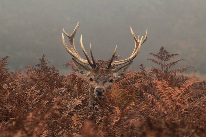 Young Red Deer Stag by KIRWAN - Covers Photo Contest Vol 29