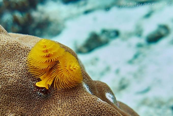 Christmas Tree Worm by MeanBoss - Geometry In Nature Photo Contest