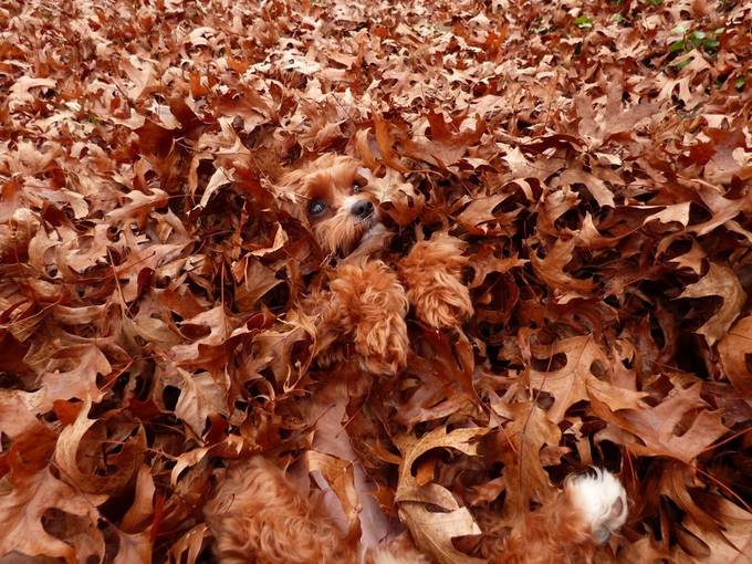 I spy Little Miss Hope by Jen29Photographer - Pets With Character Photo Contest
