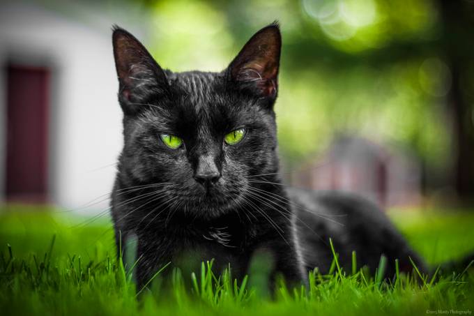 Black Cat by DavidMonty - The Animal Eye Photo Contest