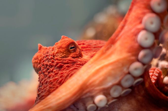 octopus_7924 by leannescherp - Underwater Textures Photo Contest