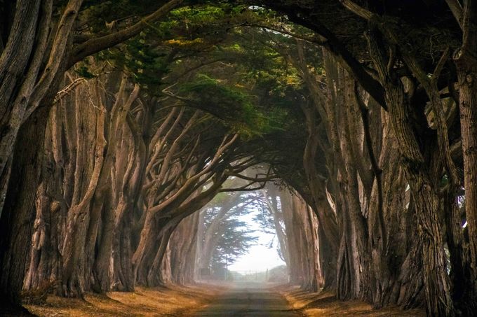 CYPRESS TUNNEL 2 by Canonfire - Creative Landscapes Photo Contest vol11