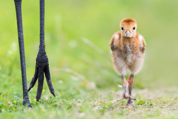 Baby Sandhill Crane and Mom by OutbackPhotoAdventures - Below My Knees Photo Contest