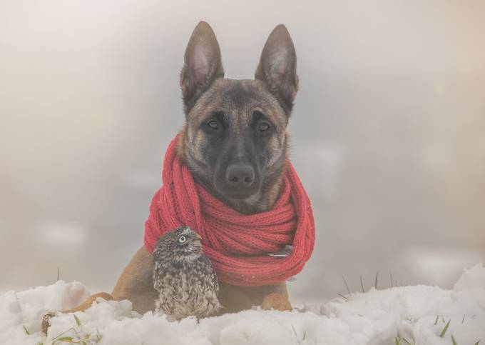 Warm by tanjabrandt - Pet Fashion Photo Contest