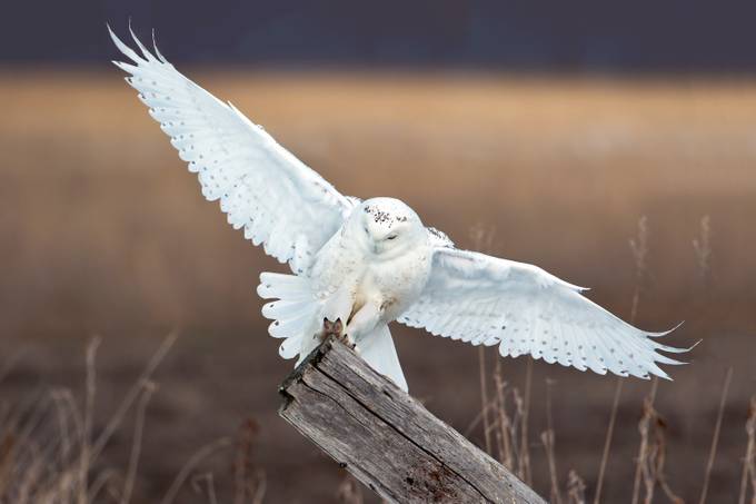 &quot;Soft Landing&quot; by timharding - Beautiful Owls Photo Contest