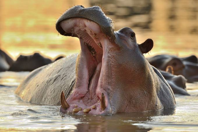 Hippo by lmr337 - Big Mammals Photo Contest