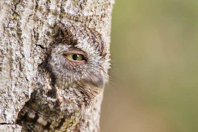 Camouflaged Subjects Photo Contest Winners