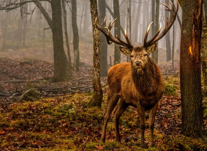 Red deer by Jean-Francois