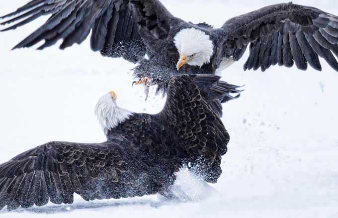 Behind The Lens: Eagles In Alaska And The Intense Battle For Food During The Winter