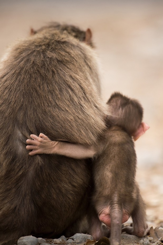 The bond... by angad13 - Apes Photo Contest